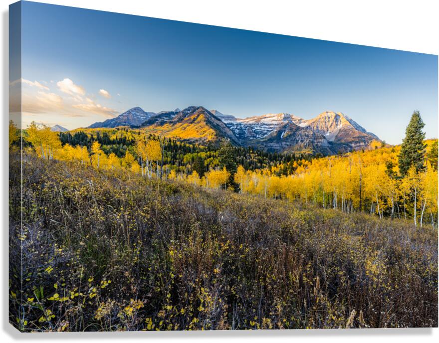 Morning Timp Canvas Print