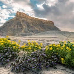Wild Flowers and Factory Butt
