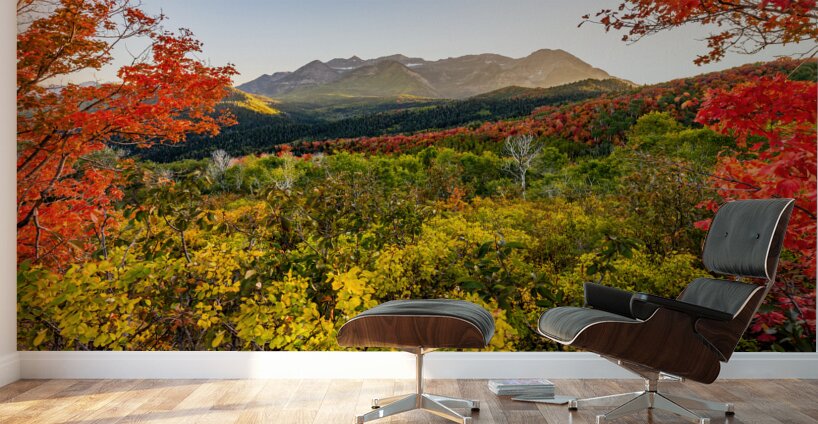 Color All Around Wall Murals