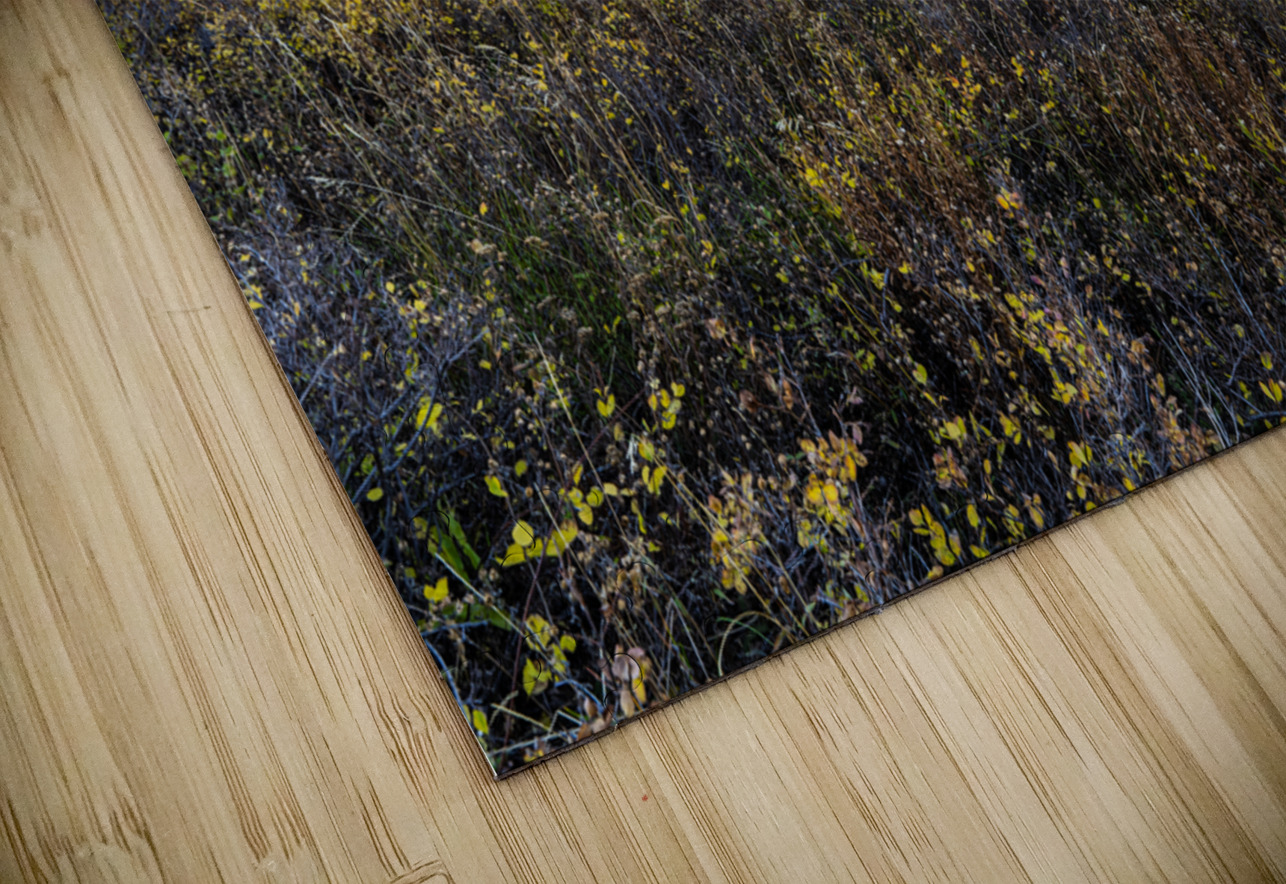 Morning Timp E2 Photography Puzzle