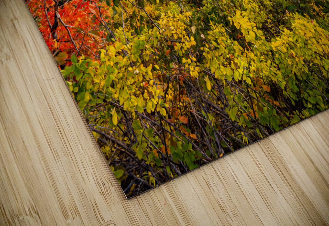 Color All Around E2 Photography Puzzle